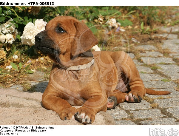 Rhodesian Ridgeback Welpe / rhodesian ridgeback puppy / HTFA-006813