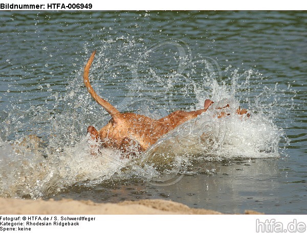 Rhodesian Ridgeback Welpe / rhodesian ridgeback puppy / HTFA-006949