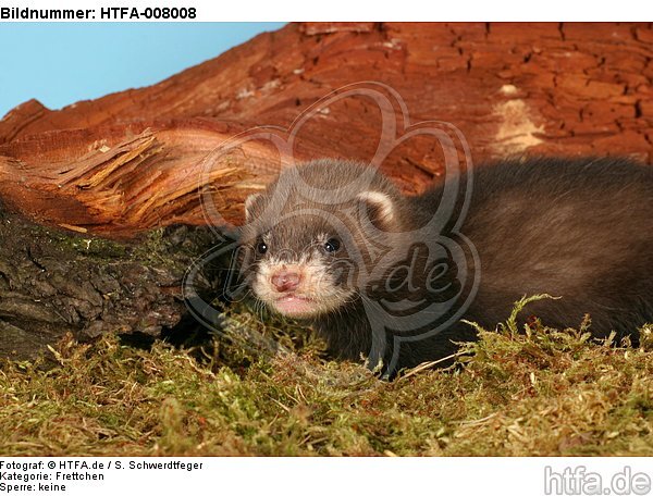 Frettchenwelpe / kit / HTFA-008008