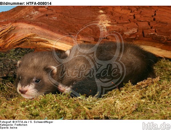 Frettchenwelpen / kits / HTFA-008014