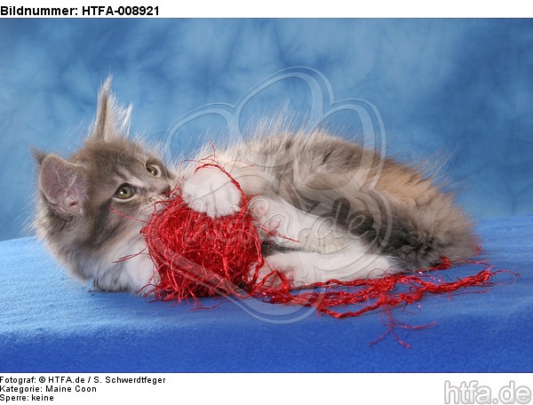 spielendes Maine Coon Kätzchen / playing maine coon kitten / HTFA-008921