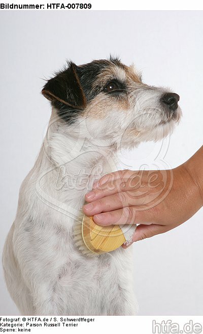 Parson Russell Terrier / HTFA-007809