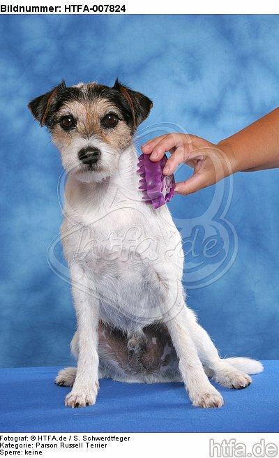 Parson Russell Terrier / HTFA-007824