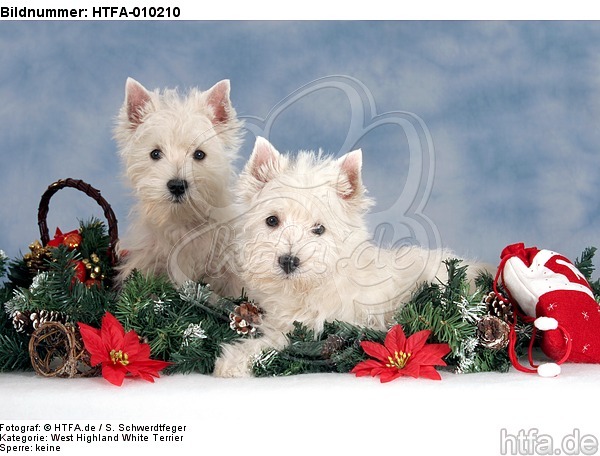 West Highland White Terrier Welpen / West Highland White Terrier Puppies / HTFA-010210