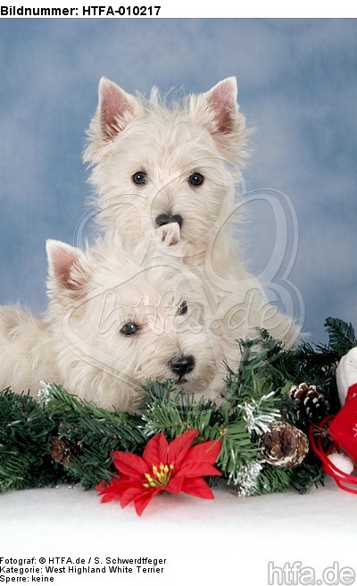 West Highland White Terrier Welpen / West Highland White Terrier Puppies / HTFA-010217