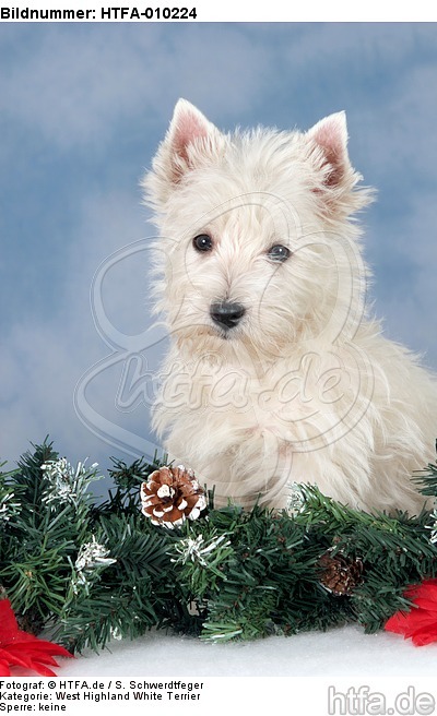 sitzender West Highland White Terrier Welpe / sitting West Highland White Terrier Puppy / HTFA-010224