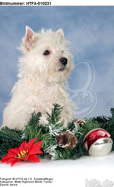 West Highland White Terrier Welpe / West Highland White Terrier Puppy / HTFA-010231