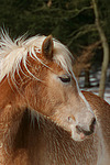 Haflinger Portrait / haflinger horse portrait