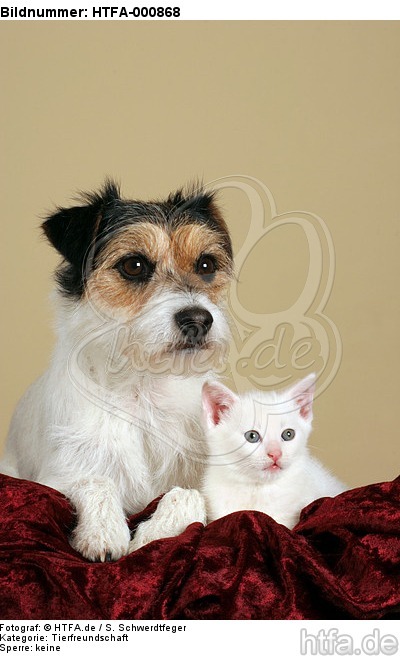 Parson Russell Terrier und Kätzchen / parson russell terrier and kitten / HTFA-000868