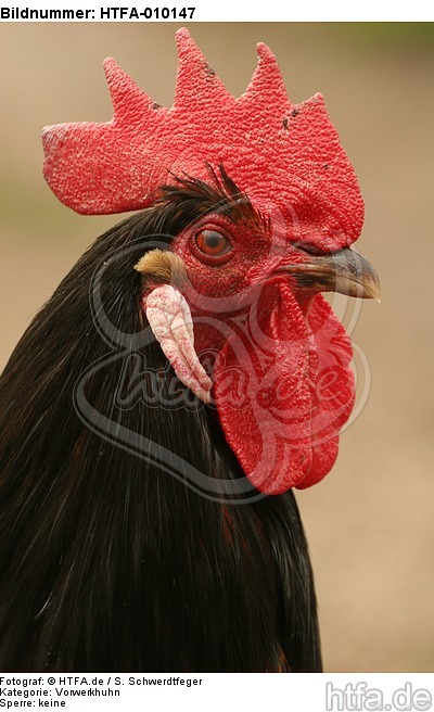 Vorwerkhuhn Hahn Portrait / cock portrait / HTFA-010147