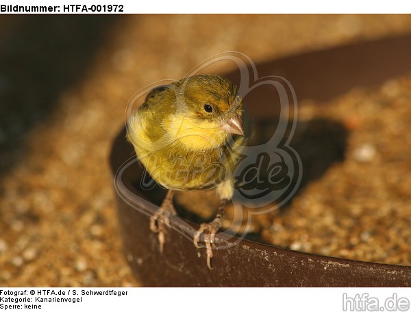Kanarienvogel / canary / HTFA-001972
