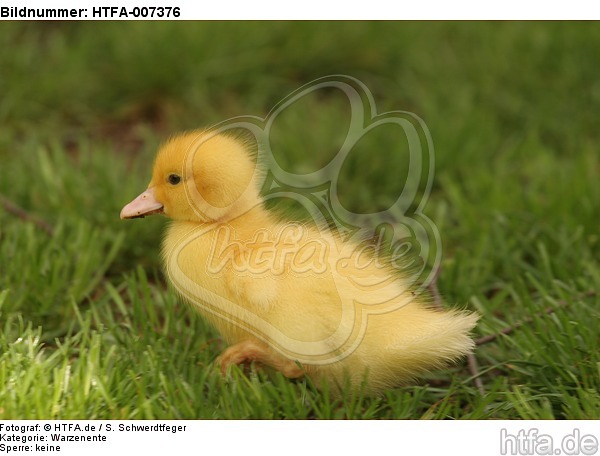 junge Warzenente / young muscovy duck / HTFA-007376