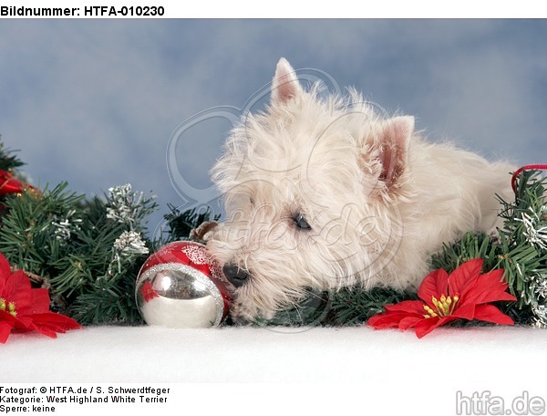 West Highland White Terrier Welpe / West Highland White Terrier Puppy / HTFA-010230