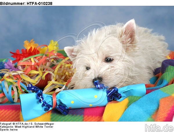 West Highland White Terrier Welpe / West Highland White Terrier Puppy / HTFA-010238