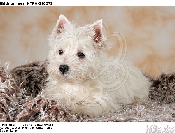 liegender West Highland White Terrier Welpe / lying West Highland White Terrier Puppy / HTFA-010279